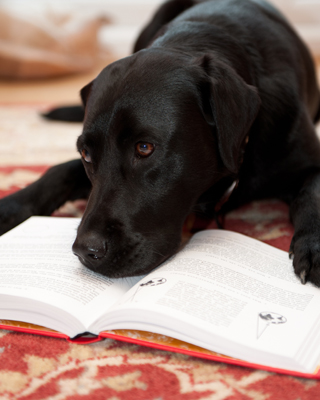 Hunde schläft mit Kopf auf Buch