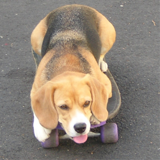 Kea lernt Skateboard 4