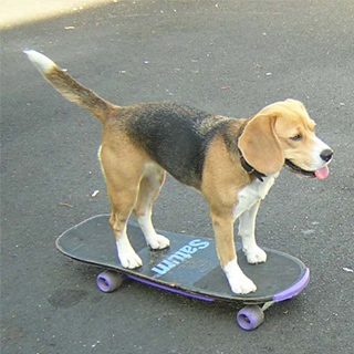 Kea lernt Skateboard 5