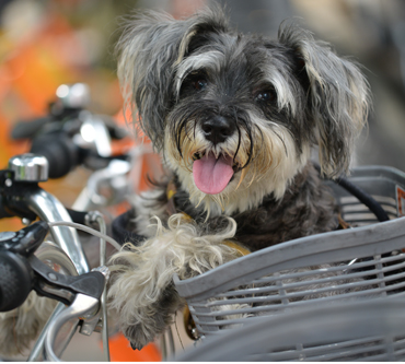 kleiner Hund in Fahrradkorb