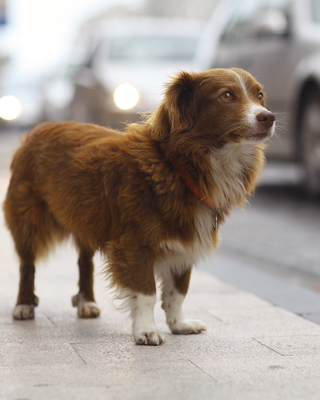 Hund an befahrener Straße
